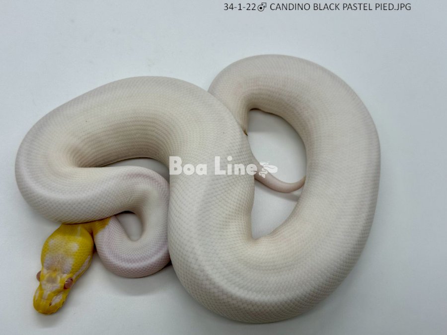 CANDINO BLACK PASTEL PIED